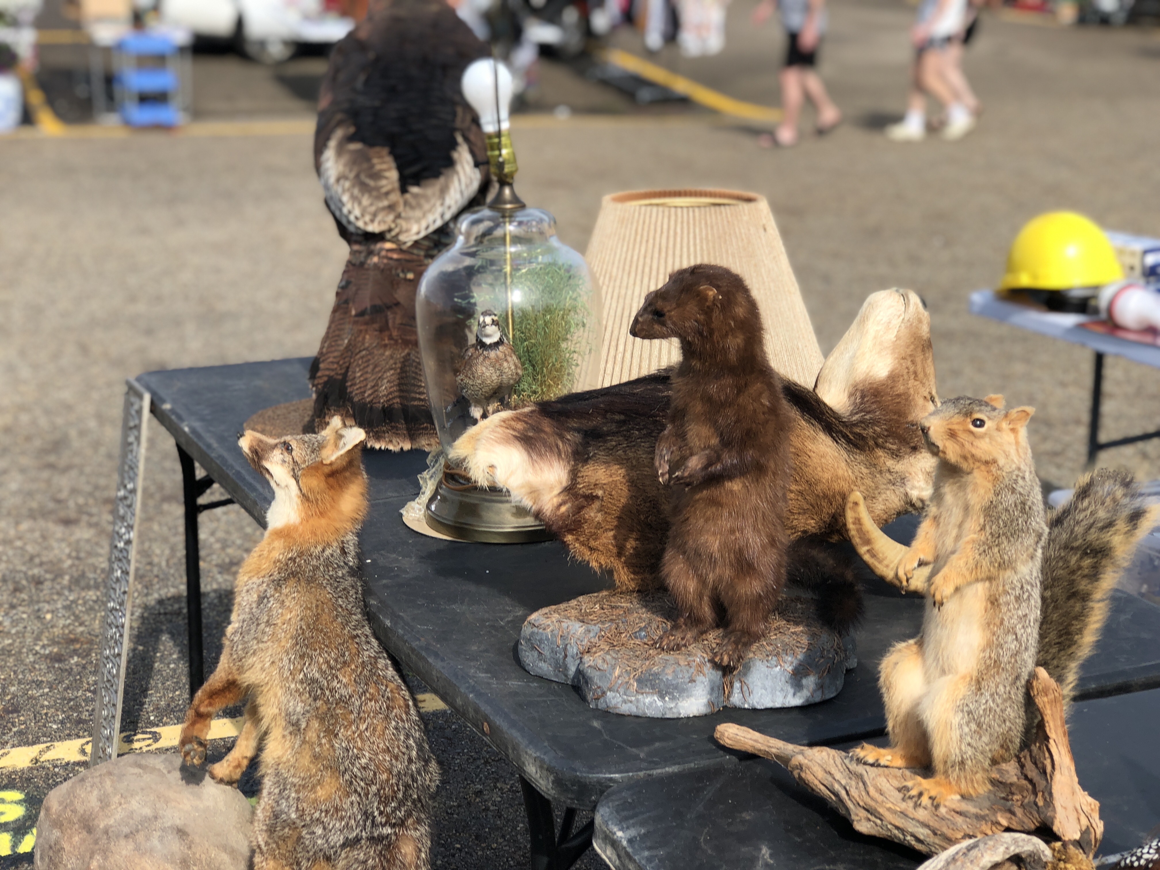 taxidermy small animals