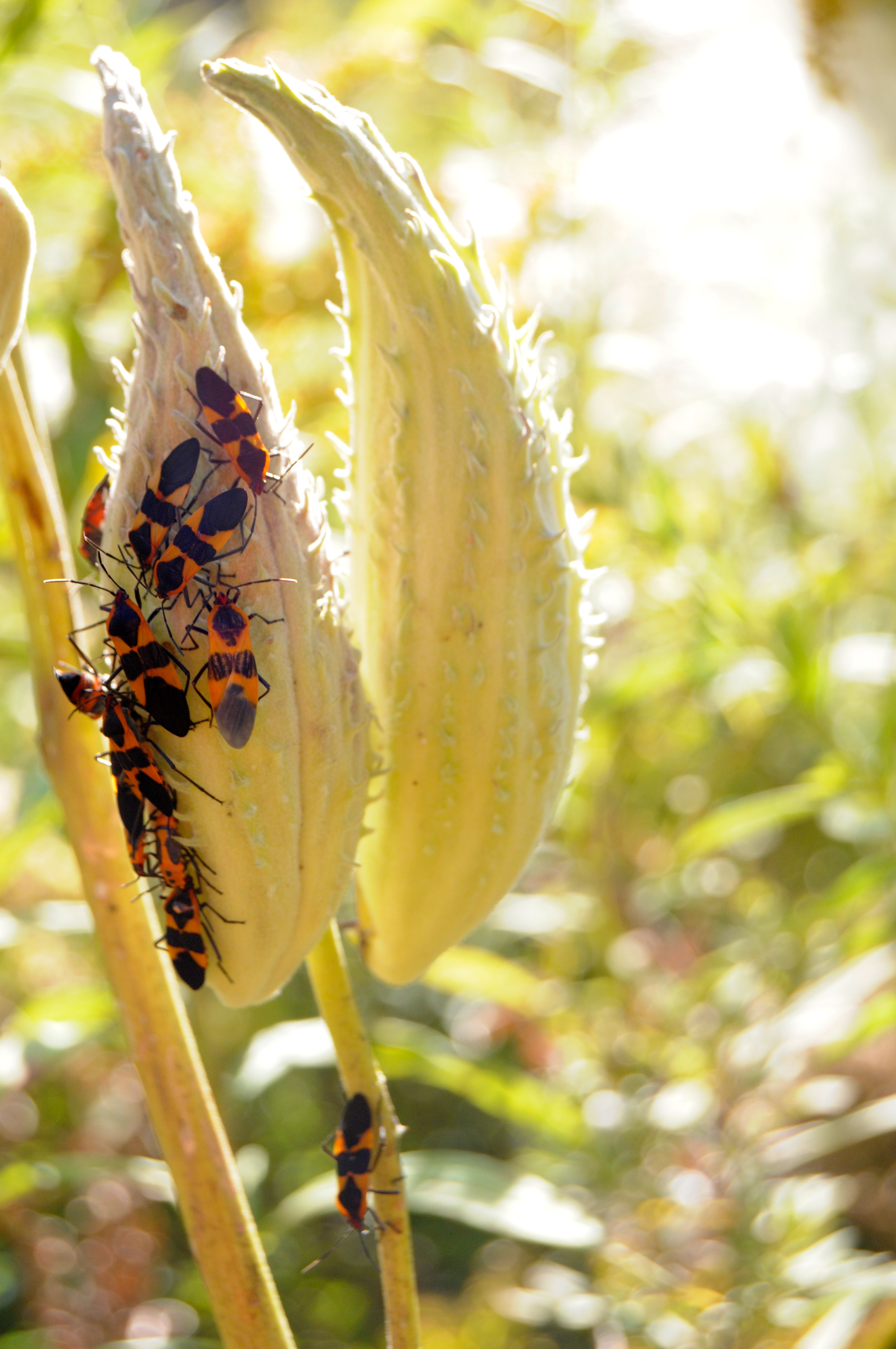 insects on a pod